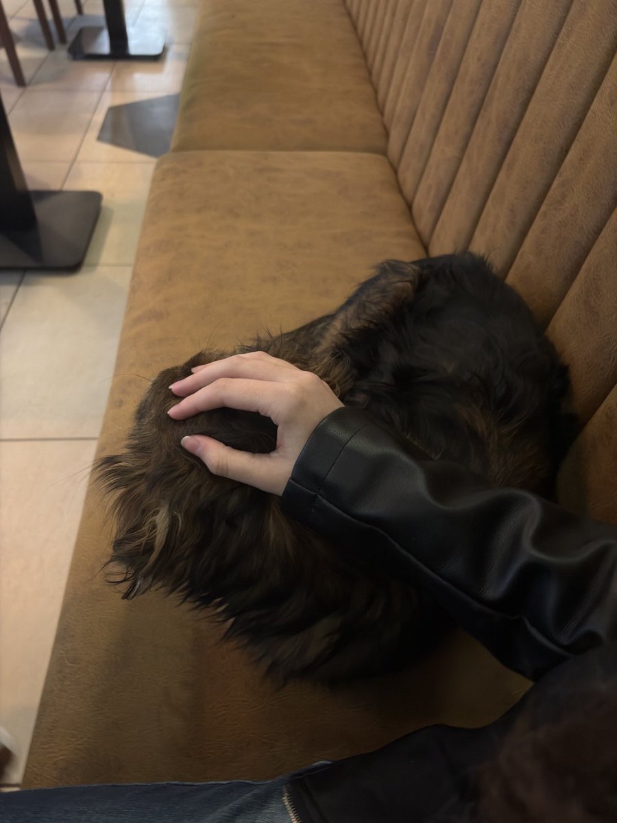 Aleksandar Petrović tweet media