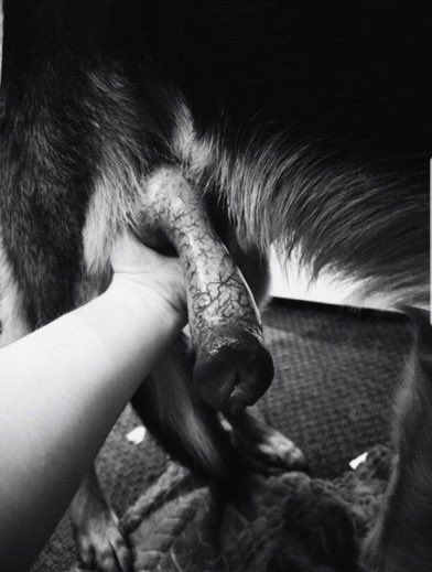 knottyqueen34's tweet photo. Got a little knot in the bushes ...come check out my latest post 🐕 ❤️
https://t.co/DjYGKUPF3S

#doglover #dogslut #knotty #k9girls #dogbitch #aoz #artofzoo #k9slut #zoolove #doggy #k9lady #knottygirl #dogknot #dogwoman #beastiality #buyingconetnt https://t.co/MITSvaH3FY