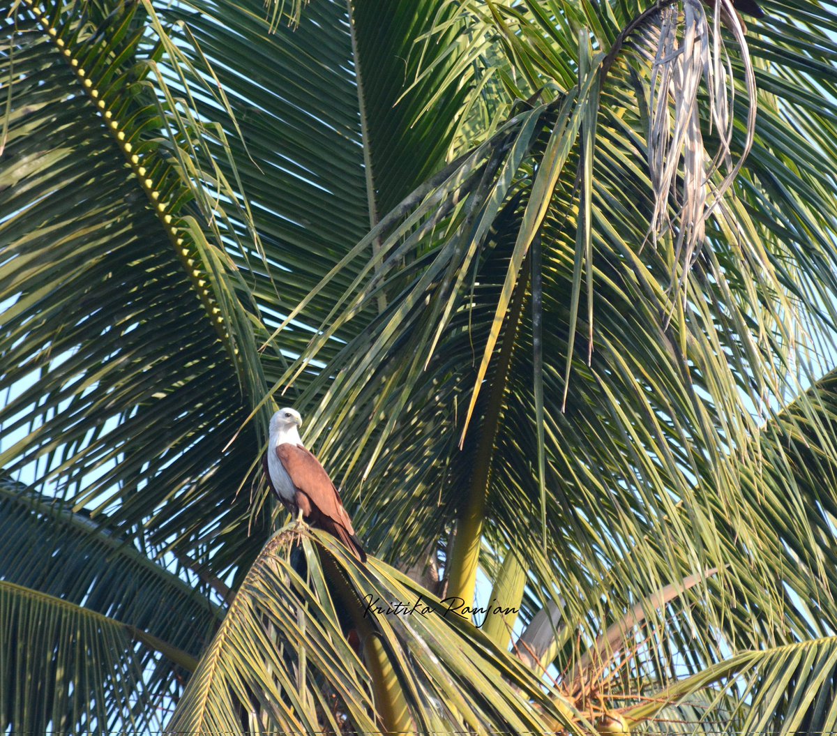 KritikaRanjan6's tweet photo. Brahminy Kite is a common medium sized raptor. #birdwatching #birding #birds @IndiAves https://t.co/Nz6qkOUeST