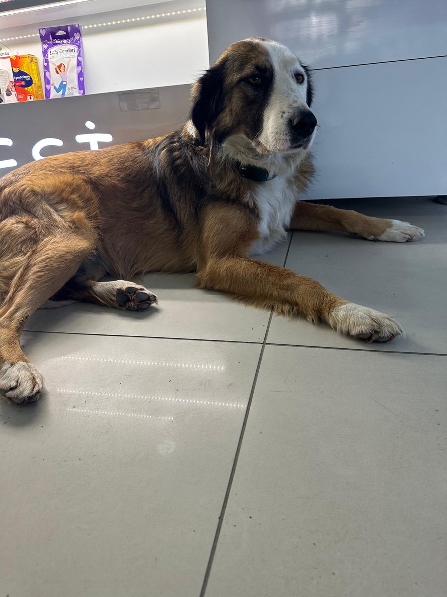 Güzel dostumuz Lusi için yuva arıyoruz . Dişi , kısır. 📍Kocaeli - Darıca. Yuva bulunamazsa uyutulacakmış 🥺