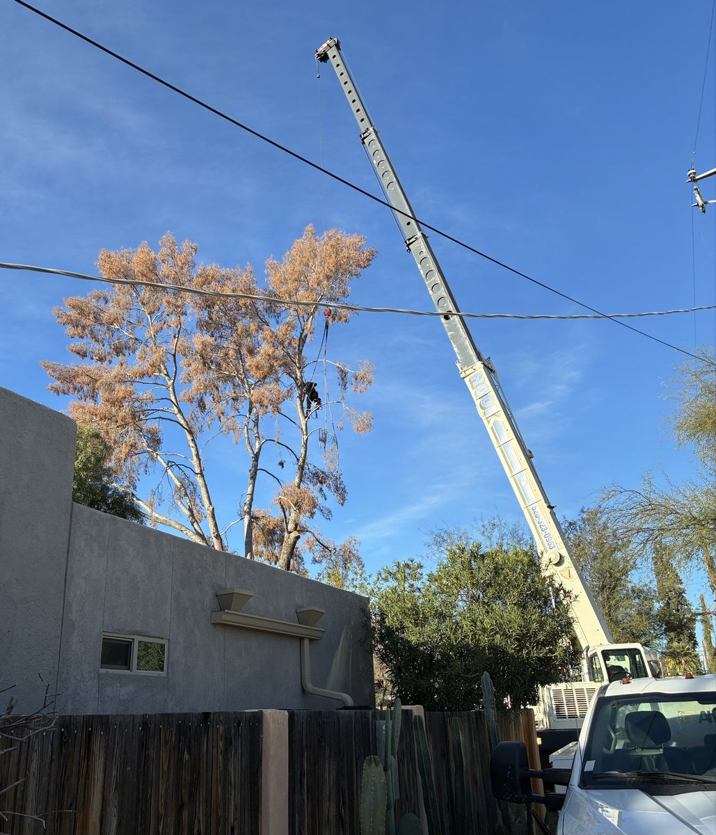 When a crane and a climber work taking down the 70’ dead Aleppo pine.
