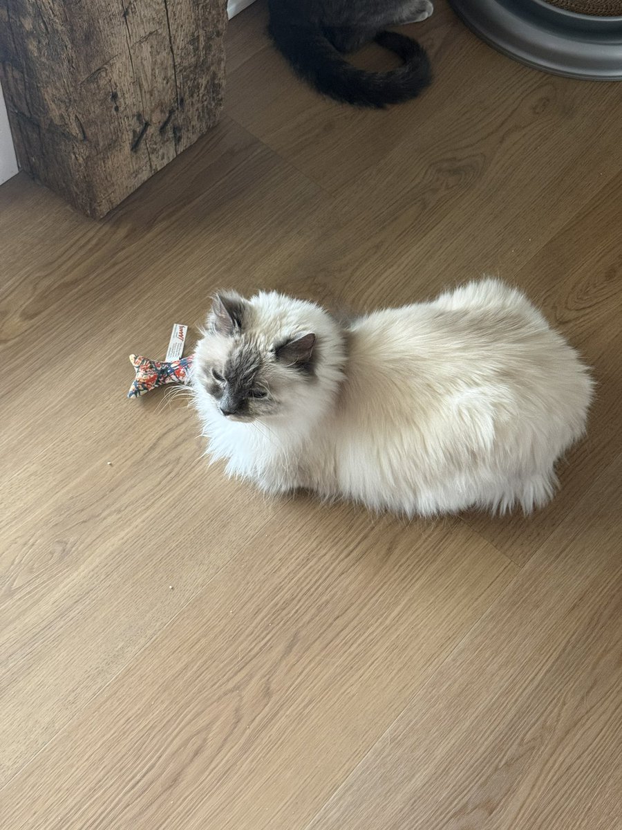 ♜ R o o k ♜ tweet media