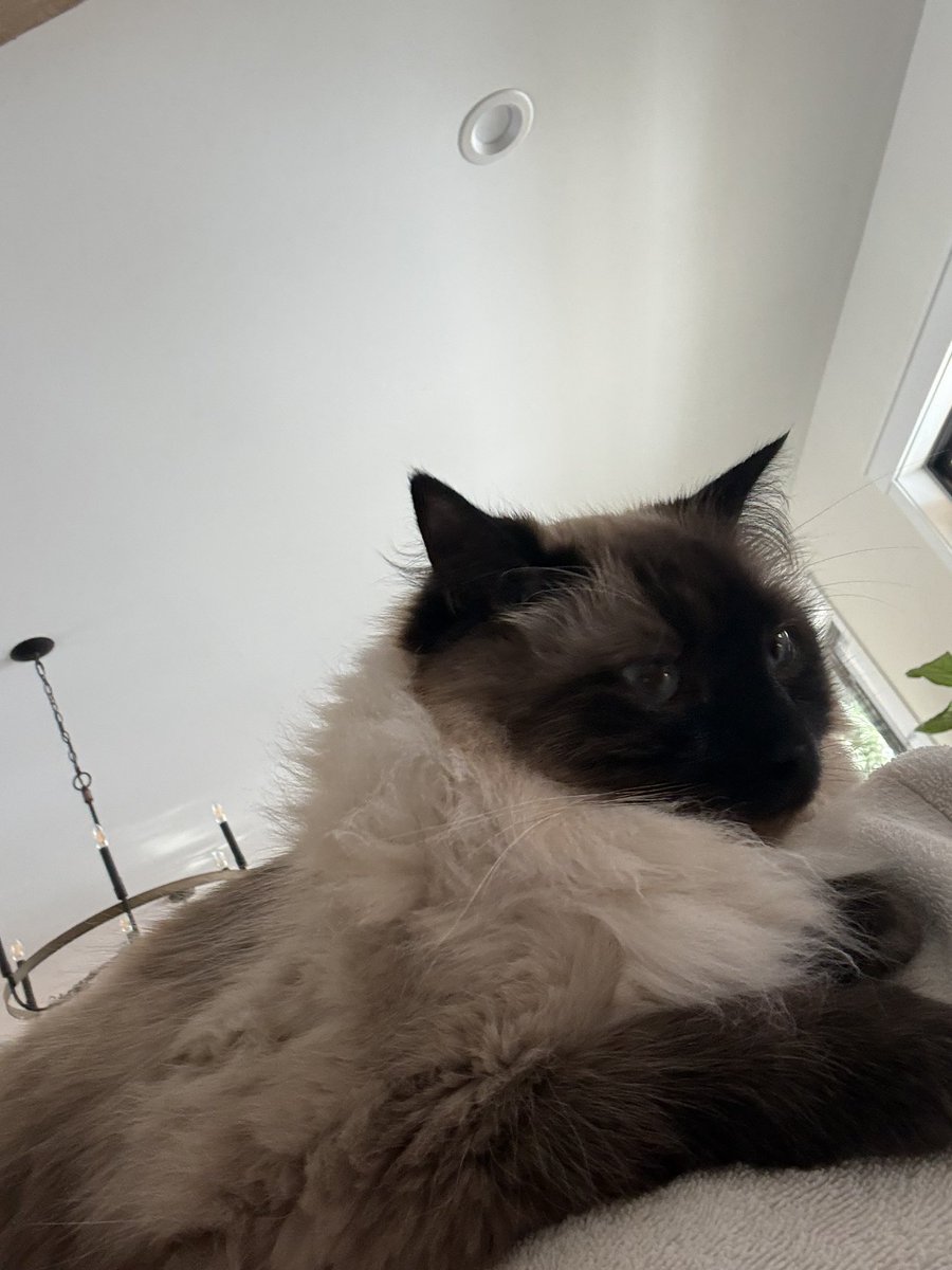 ♜ R o o k ♜ tweet media