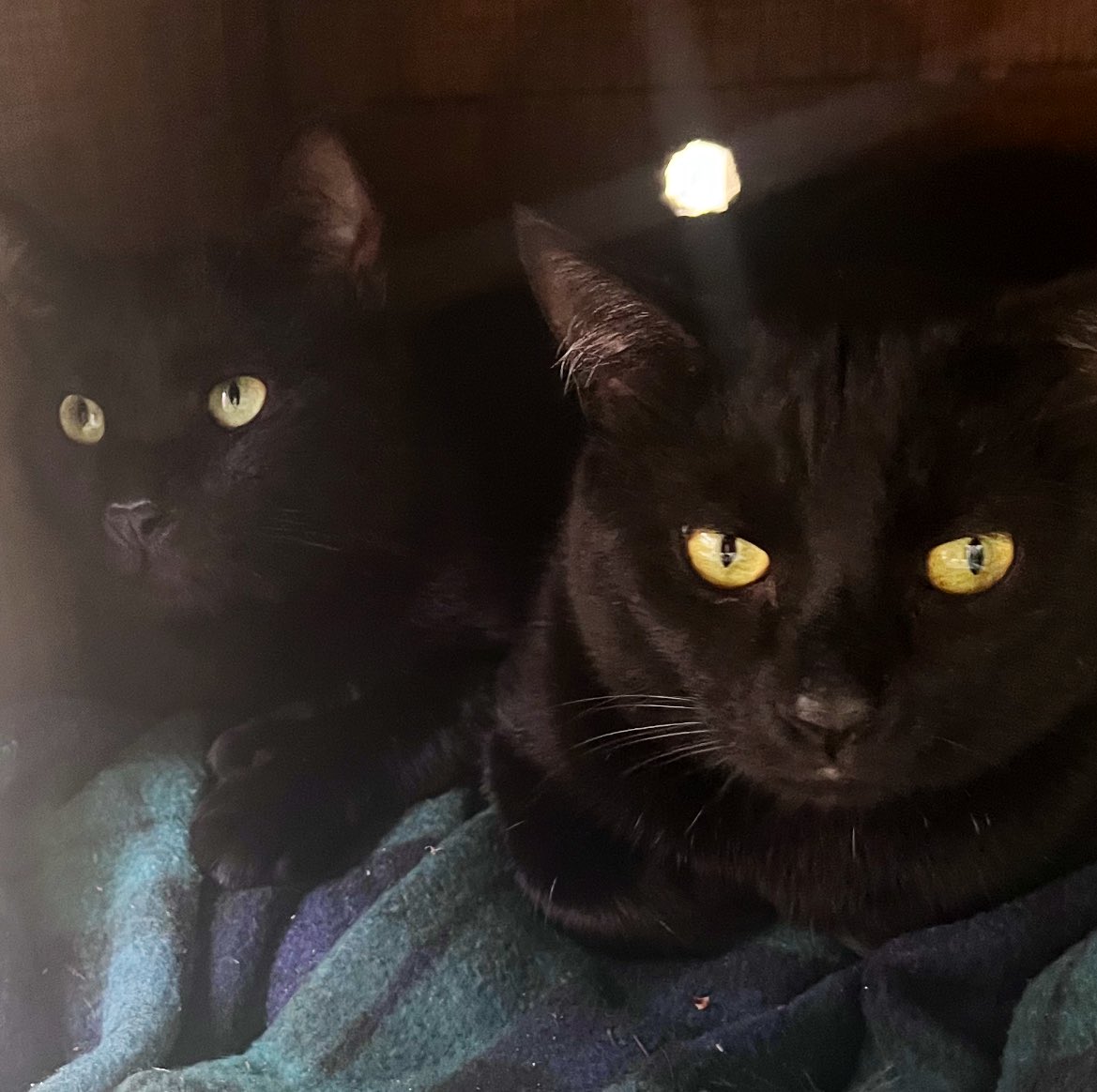 Boots and Binx: bonded bros tweet media