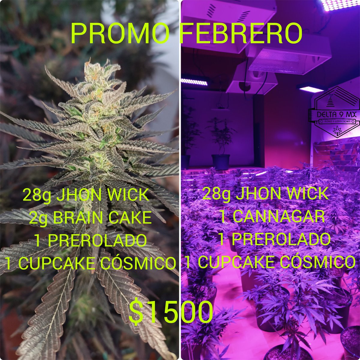 Delta 9 MX tweet media