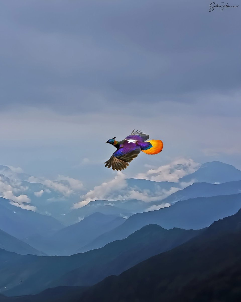 🚨 Ce photographe capture un rare oiseau aux neuf couleurs au-dessus de l'Himalaya : un véritable phénix ! 

Surnommé le "joyau de l’Himalaya", le monal mâle impressionne avec ses plumes aux reflets bleu, vert, violet, or et orange, visibles lorsqu’il est en mouvement. 

Cet