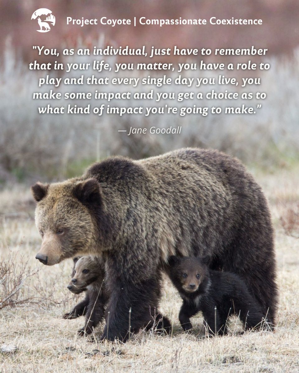 Project Coyote tweet media