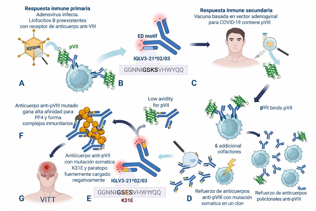 Fin al misterio de los trombos de la #vacuna de AstraZeneca: la ciencia identifica por fin el fallo genético que los causa #ComunicaCiencia muyinteresante.okdiario.com/salud/trombos-…