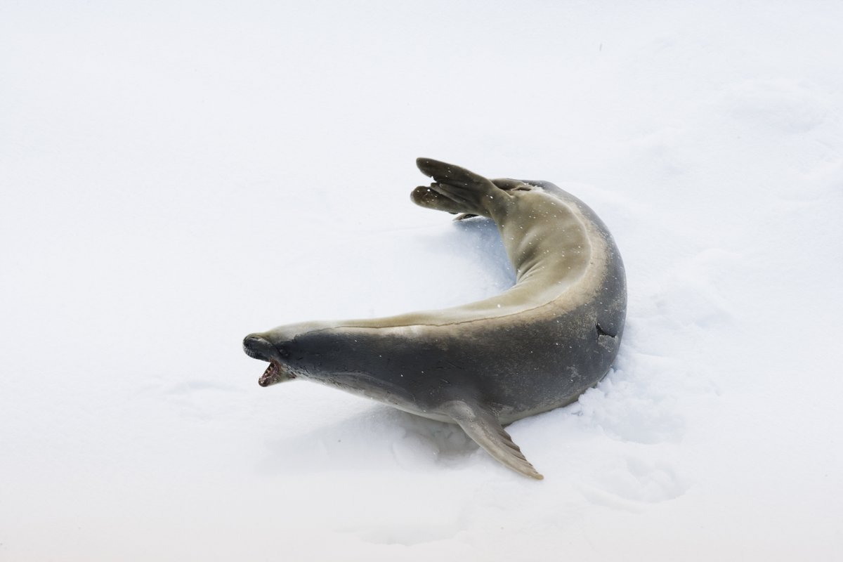 AntarcticaSouth's tweet image. This #WildWednesday, meet the most abundant seal on Earth: the crabeater seal 🦭 Despite the name, they don’t eat crabs. With sieve-like teeth, they filter Antarctic krill, consuming up to 20 kg a day. Protect krill, protect seals. 
📷 John Weller
asoc.org/learn/crabeate…