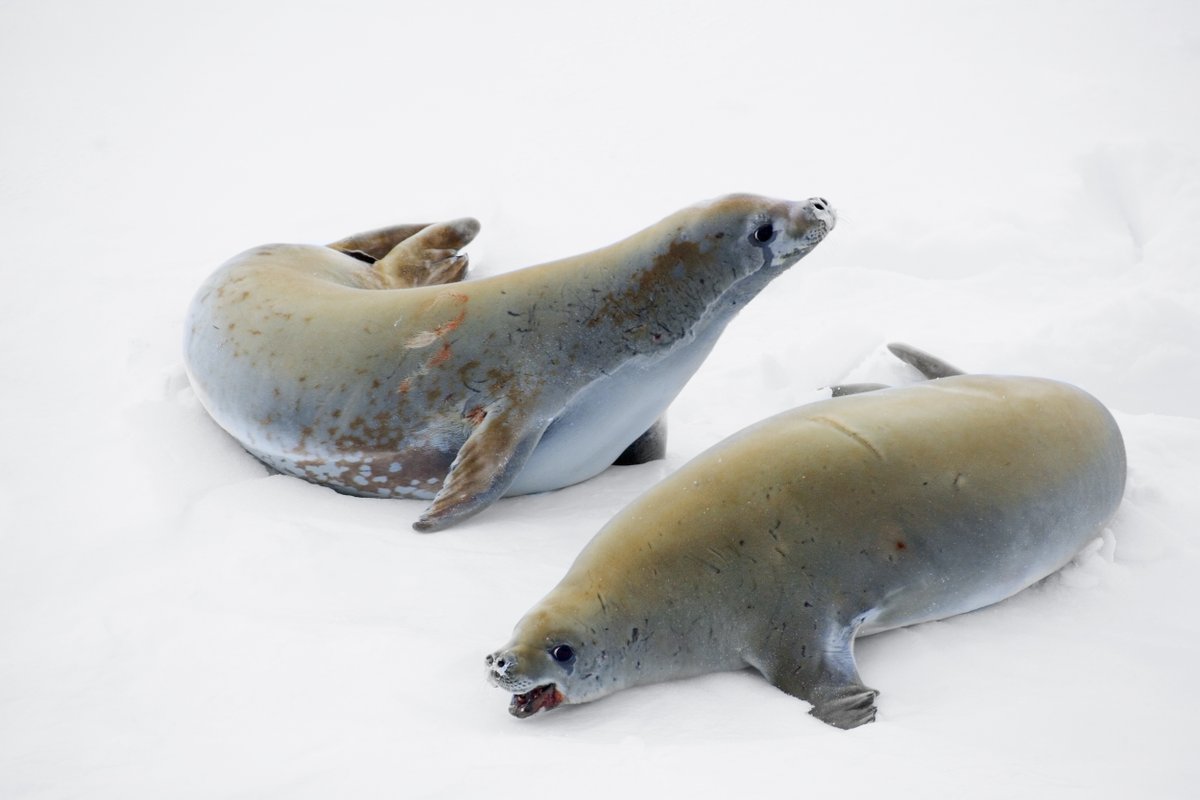 AntarcticaSouth's tweet image. This #WildWednesday, meet the most abundant seal on Earth: the crabeater seal 🦭 Despite the name, they don’t eat crabs. With sieve-like teeth, they filter Antarctic krill, consuming up to 20 kg a day. Protect krill, protect seals. 
📷 John Weller
asoc.org/learn/crabeate…