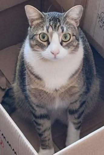 BLA BLA CAT
CHAKI a disparu en allant chez le vétérinaire à <a href="/montreuil/">Ville de Montreuil</a>. Il est parti direction Vincennes. Nous avons 5 chats bas montreuil limite vincennes qui sont introuvables et commençons à nous poser des questions. 
Ou sont passés ces chats 
<a href="/onevoiceanimal/">One Voice</a> <a href="/SavoirAnimal07/">Savoir Animal, Le Magazine des Animaux</a>