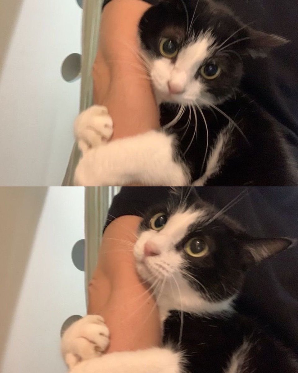 💖 (@twaniimals) on Twitter photo 