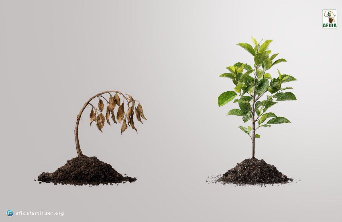 AFIDAFertilizer's tweet image. Fertilizer in African farming is often misunderstood — but the facts tell a different story. 🌾

Getting fertilizer use right is essential for food security and healthy soils.

Read more: afidafertilizer.org/fertilizer-myt…

#AFIDA #FoodSecurity #SoilHealth #AfricaAgriculture #Fertilizer