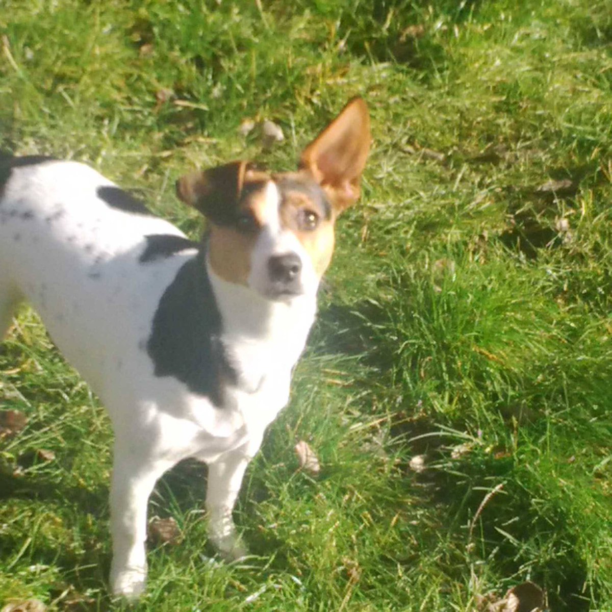 🌈 a long week without u baby girl loved and missed so much hope your running free in rainbow bridge 💔 😭 
15-5-2010- 10-2-2026 xx
