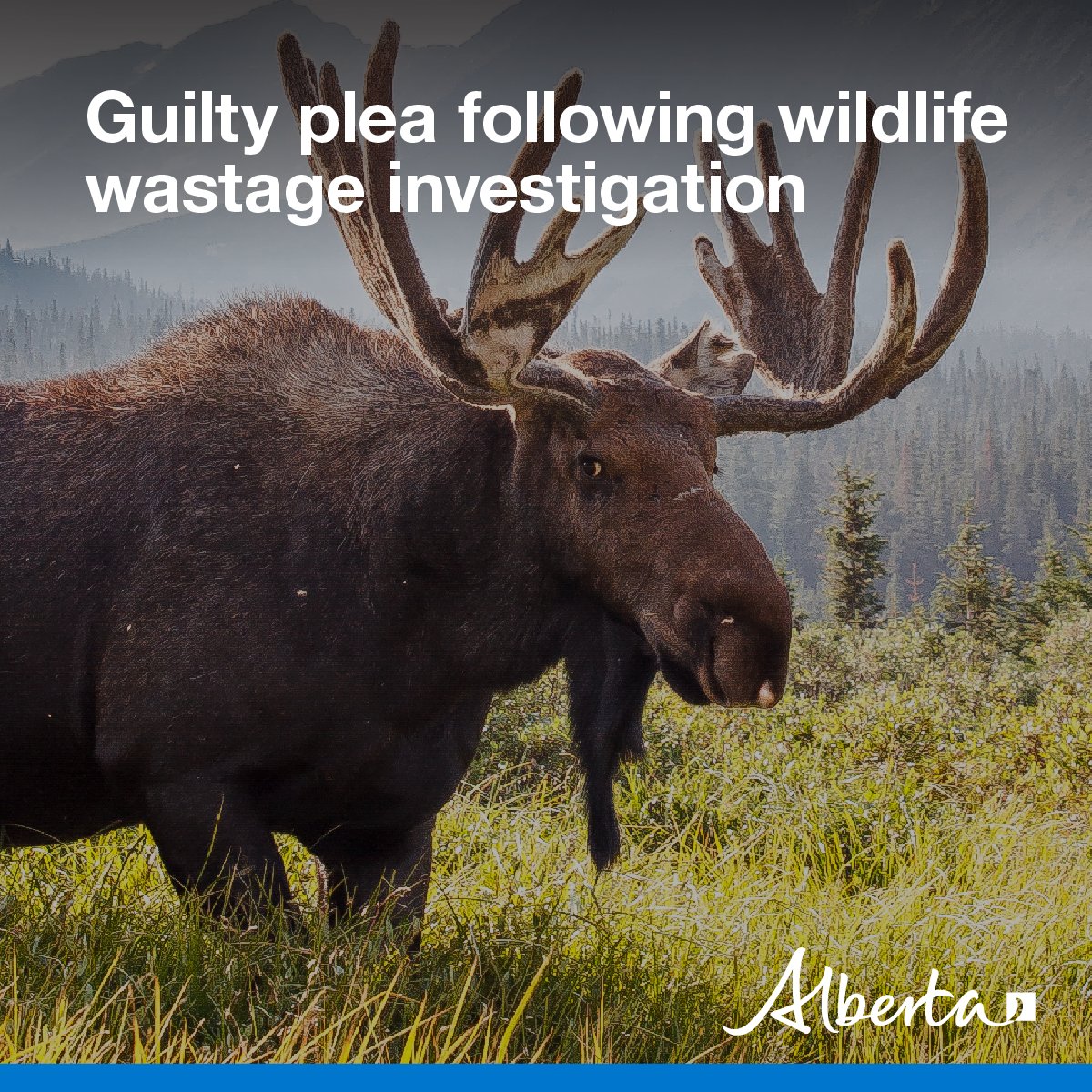 Alberta Fish and Wildlife Enforcement tweet media