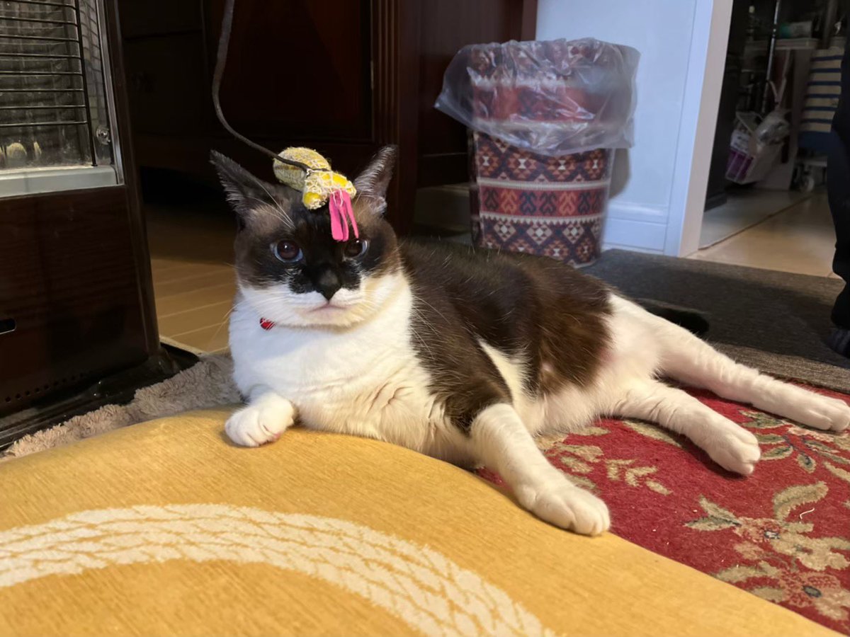 rosemaaee's tweet photo. いつも私に怒ってるにゃ〜😾😅

#cat
#ねこ https://t.co/culPMGKzpd