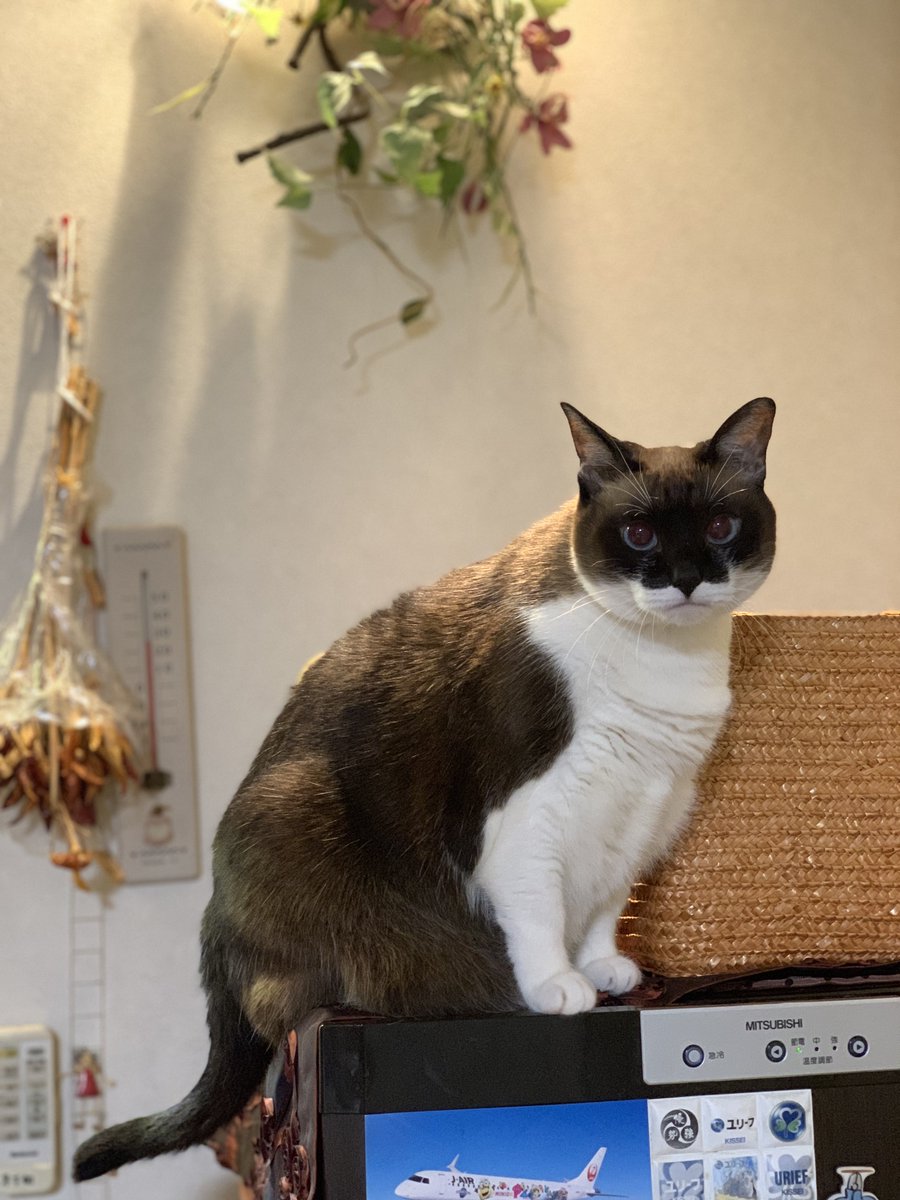 rosemaaee's tweet photo. いつも私に怒ってるにゃ〜😾😅

#cat
#ねこ https://t.co/culPMGKzpd