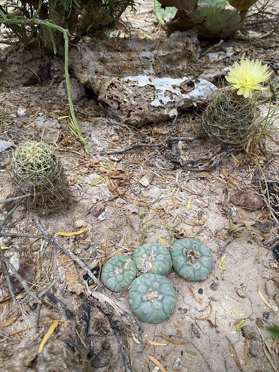 I love this picture I took because there are actually four different types of cacti in it…

Wild peyote (Lophophora williamsii) in the center bottom, miniature barrel cactus (Thelocactus minima) blooming at the center left and on the right, pencil cholla (Cylindropuntia