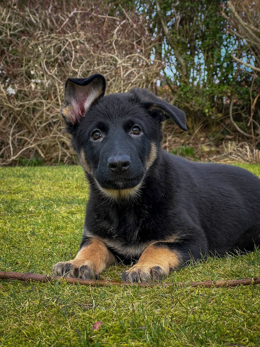 Cumbria Police Dog Section tweet media