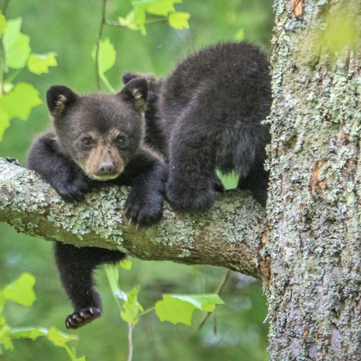 vivaneil tweet media