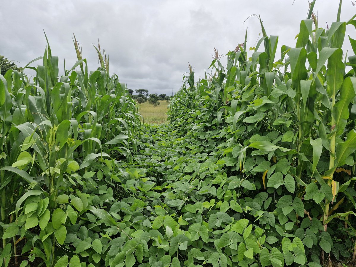 eurelia kazekula tweet media