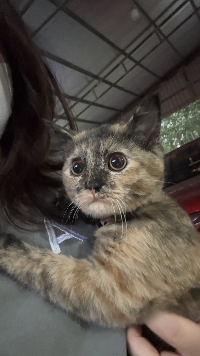 my 1st day petsitting milo while my nephews and niece are away visiting their grandparents

i really want to raise a cat but i’m so busy that i’m afraid i wouldn’t have enough time to take care of one. i’m still thinking about it 😭
