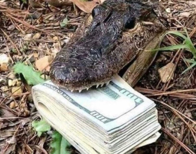 Deinosuchus tweet media