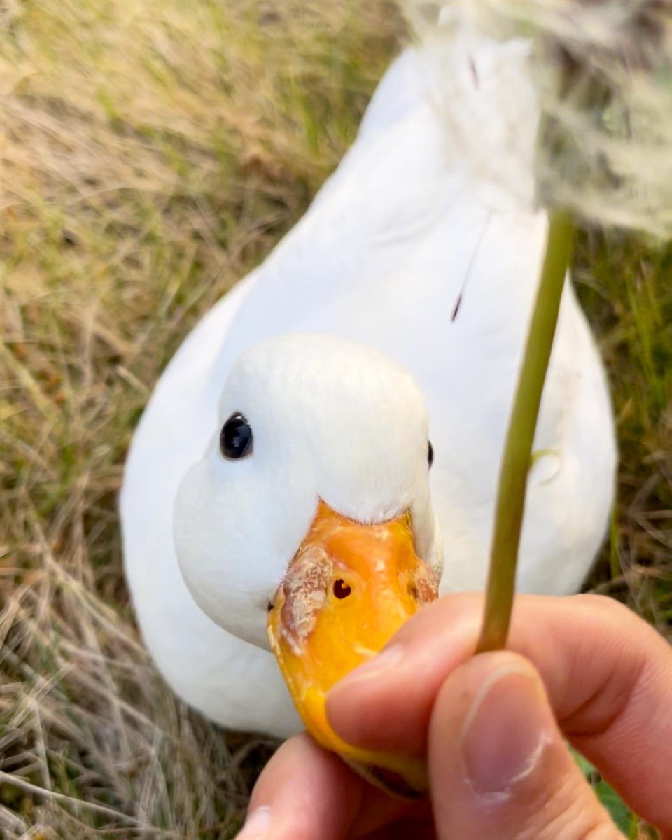 Call_Duck_Cam's tweet image. スポッ