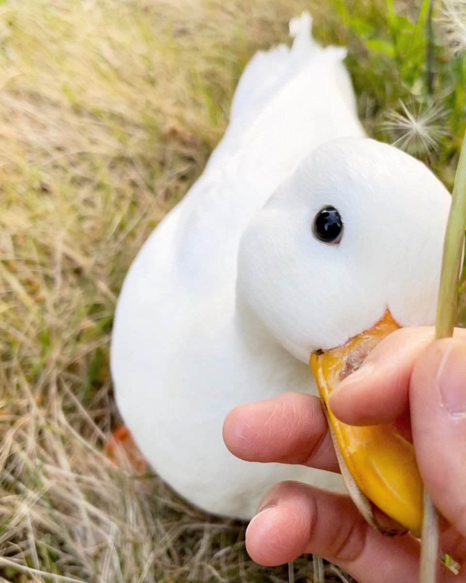 Call_Duck_Cam's tweet image. スポッ