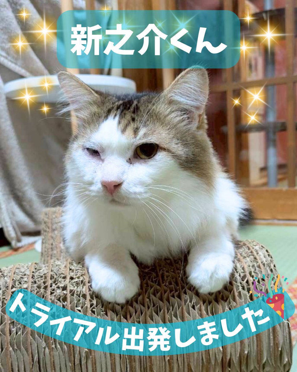 保護猫カフェ ネコリパブリック東京お茶の水店 (@Neco_Tokyo) / Posts / X