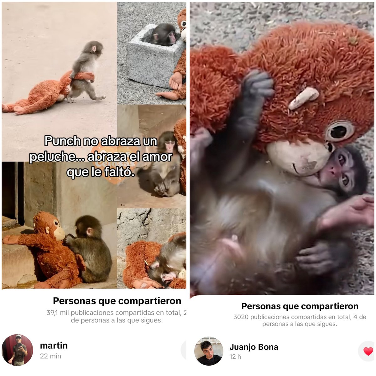 caardelina's tweet image. están tramitando su adopción hoy mismo 🥺