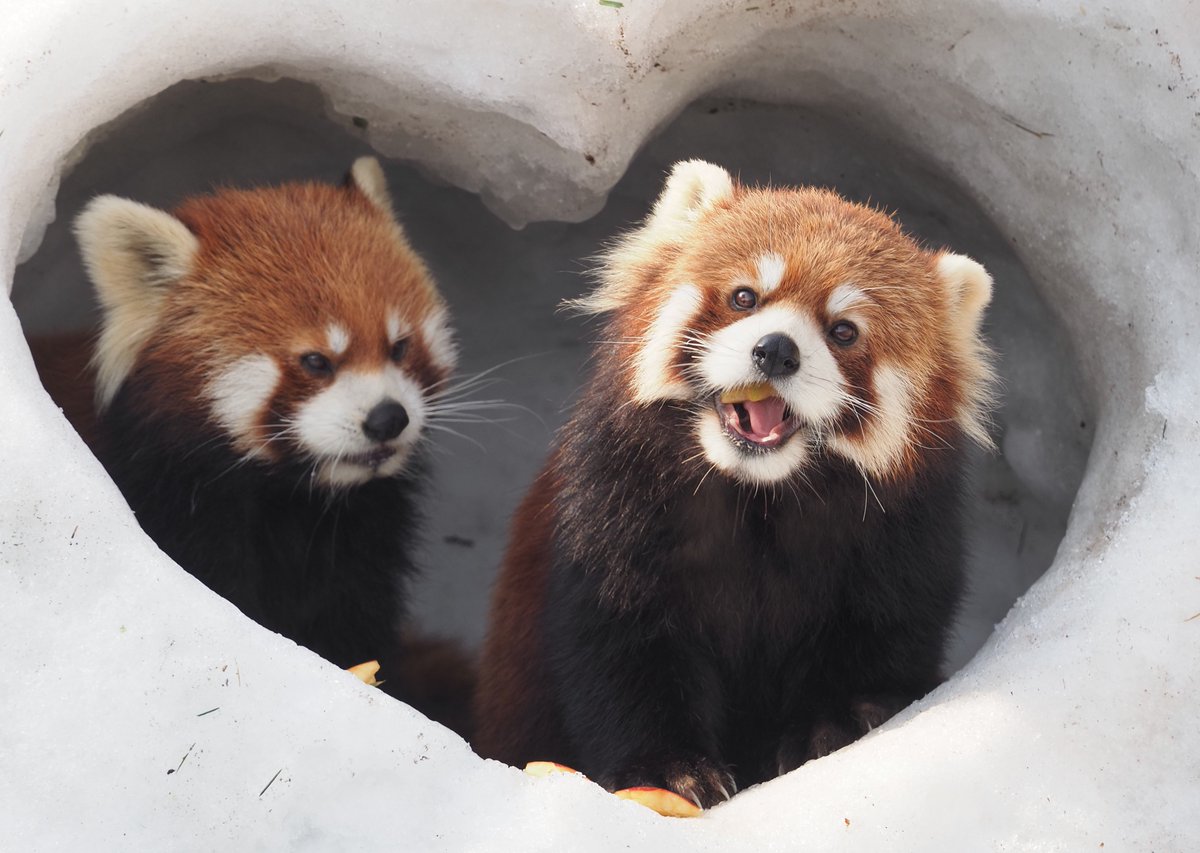 バレンタインの大森山 かまパンタイム〜ひな円ver 2026.2.14