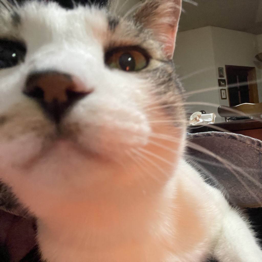 こんばんにゃー