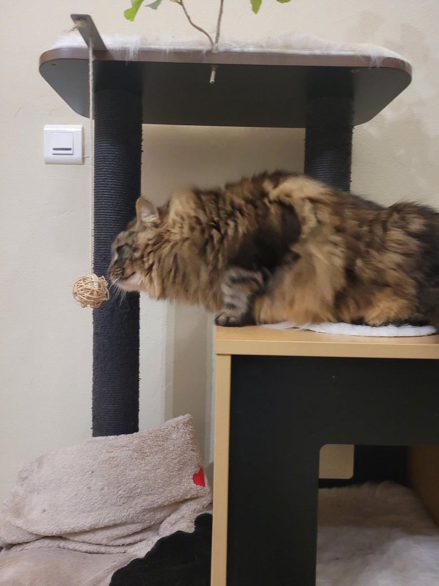 " Bof ça a pas l air comestible ! " 😽