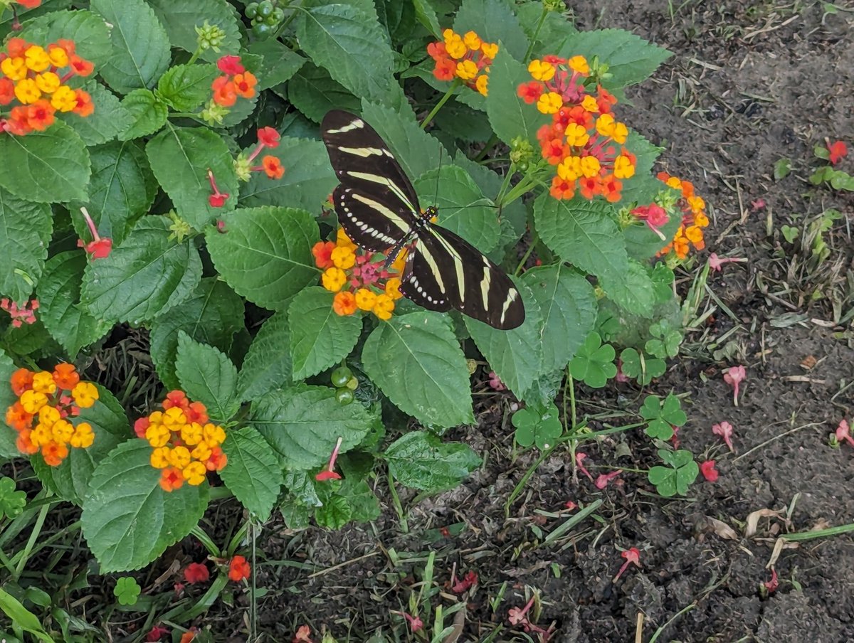 Good morning friends. Have a blessed day