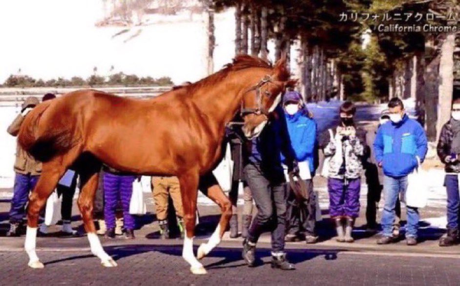 Happy Birthday Campeón 
CALIFORNIA CHROME !!!

En Japón ya es mañana, 
cumpliendo 1️⃣5️⃣ años el poderoso y precioso alazán

Foto: Arrow Stud <a href="/JS_CompanyJP/">株式会社 ジェイエス&アロースタッド</a>