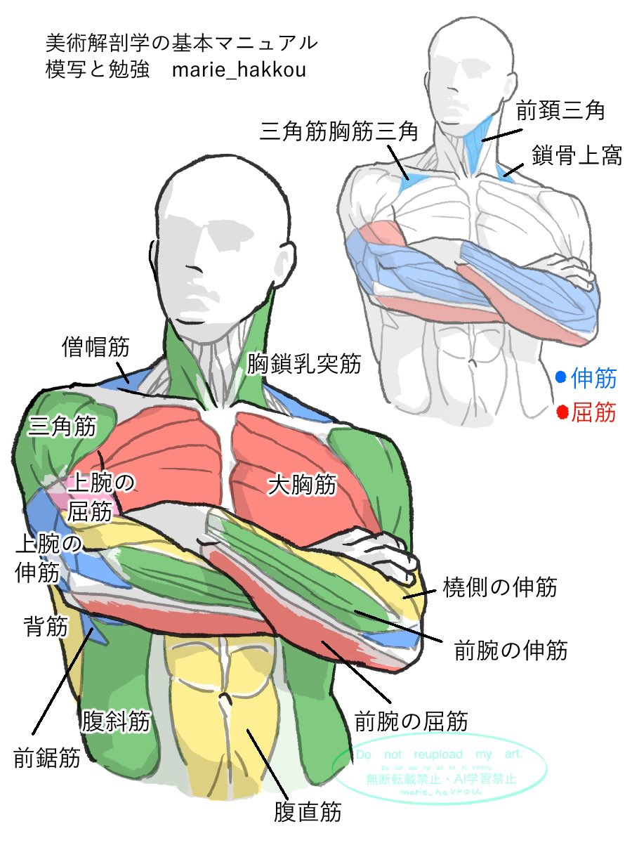 RT @marie_hakkou: 美術解剖学の基本マニュアル P96 腕の作例 模写と勉強