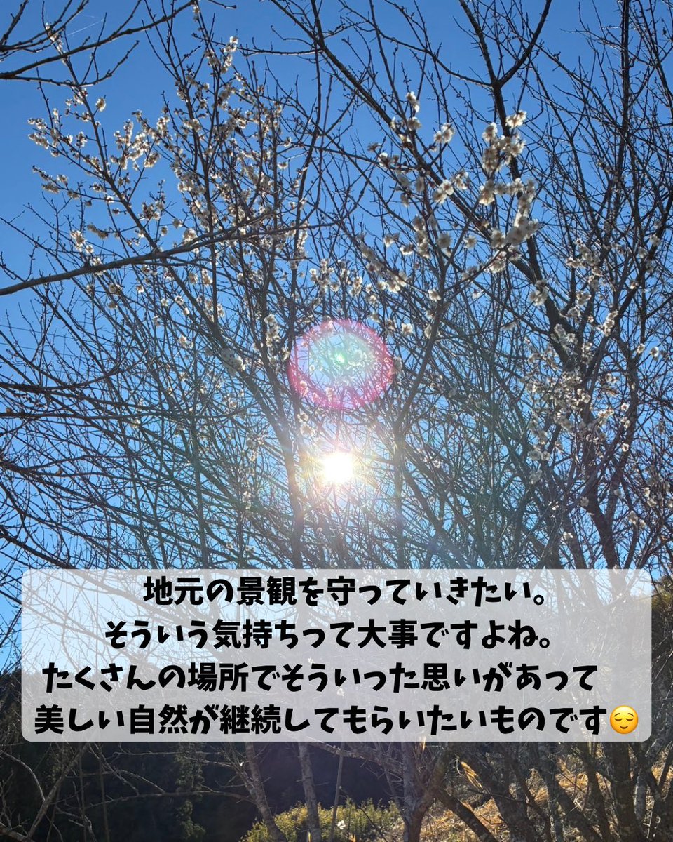 ochafarm's tweet photo. 🌸🔍🌸
杉本園の通称「さとしの桜」が、今年も咲きそうです🌸

父芳樹の幼馴染のさとしさん。10年ほど前に亡くなられてから誰も手入れをしていないので、父芳樹が管理しています。お茶畑も桜も、昔の景観を保ちたいという思いを込めて。

穏やかな春がもうすぐ！楽しみです😌早く気軽に散歩へ行きたい〜おにぎりとお茶を持ってお花見もしたい〜
雪で大変な日々を過ごしている皆様も、春までもう少しですね！

#無農薬茶 #無農薬 #緑茶 #桜 #お花見したい