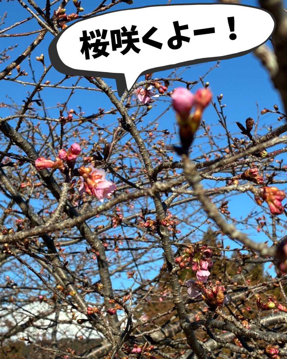 ochafarm's tweet photo. 🌸🔍🌸
杉本園の通称「さとしの桜」が、今年も咲きそうです🌸

父芳樹の幼馴染のさとしさん。10年ほど前に亡くなられてから誰も手入れをしていないので、父芳樹が管理しています。お茶畑も桜も、昔の景観を保ちたいという思いを込めて。

穏やかな春がもうすぐ！楽しみです😌早く気軽に散歩へ行きたい〜おにぎりとお茶を持ってお花見もしたい〜
雪で大変な日々を過ごしている皆様も、春までもう少しですね！

#無農薬茶 #無農薬 #緑茶 #桜 #お花見したい