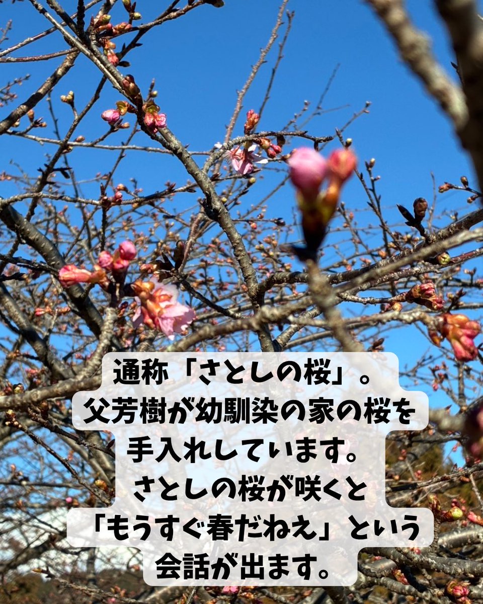ochafarm's tweet photo. 🌸🔍🌸
杉本園の通称「さとしの桜」が、今年も咲きそうです🌸

父芳樹の幼馴染のさとしさん。10年ほど前に亡くなられてから誰も手入れをしていないので、父芳樹が管理しています。お茶畑も桜も、昔の景観を保ちたいという思いを込めて。

穏やかな春がもうすぐ！楽しみです😌早く気軽に散歩へ行きたい〜おにぎりとお茶を持ってお花見もしたい〜
雪で大変な日々を過ごしている皆様も、春までもう少しですね！

#無農薬茶 #無農薬 #緑茶 #桜 #お花見したい