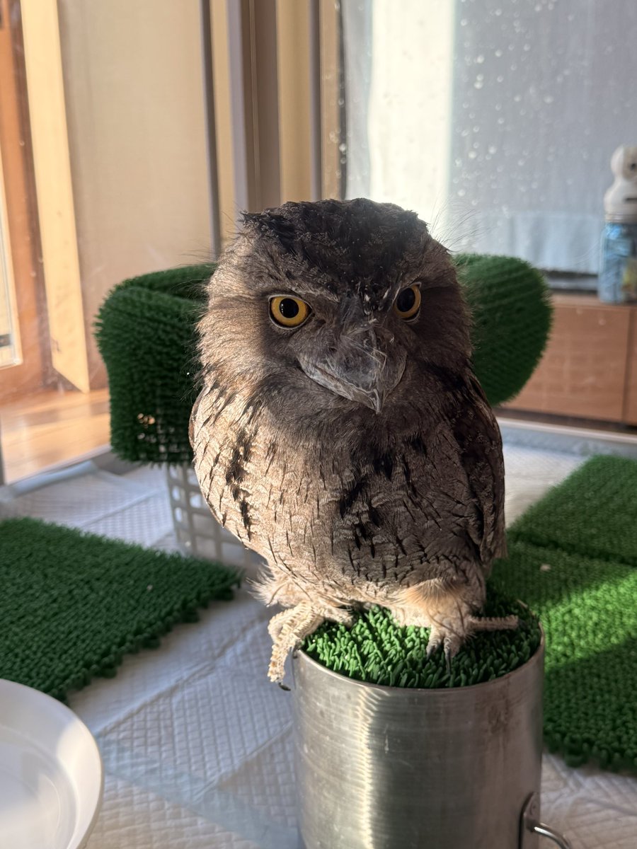 本日の毛玉
#ガマグチヨタカ 
朝日が眩しい