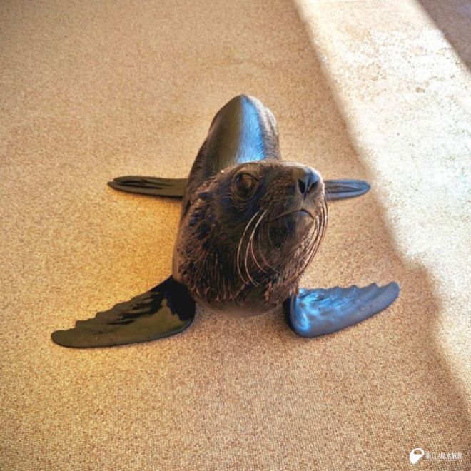 2月2日～6日に開催した アシカのチョコっとさんぽには ミナミアメリカ