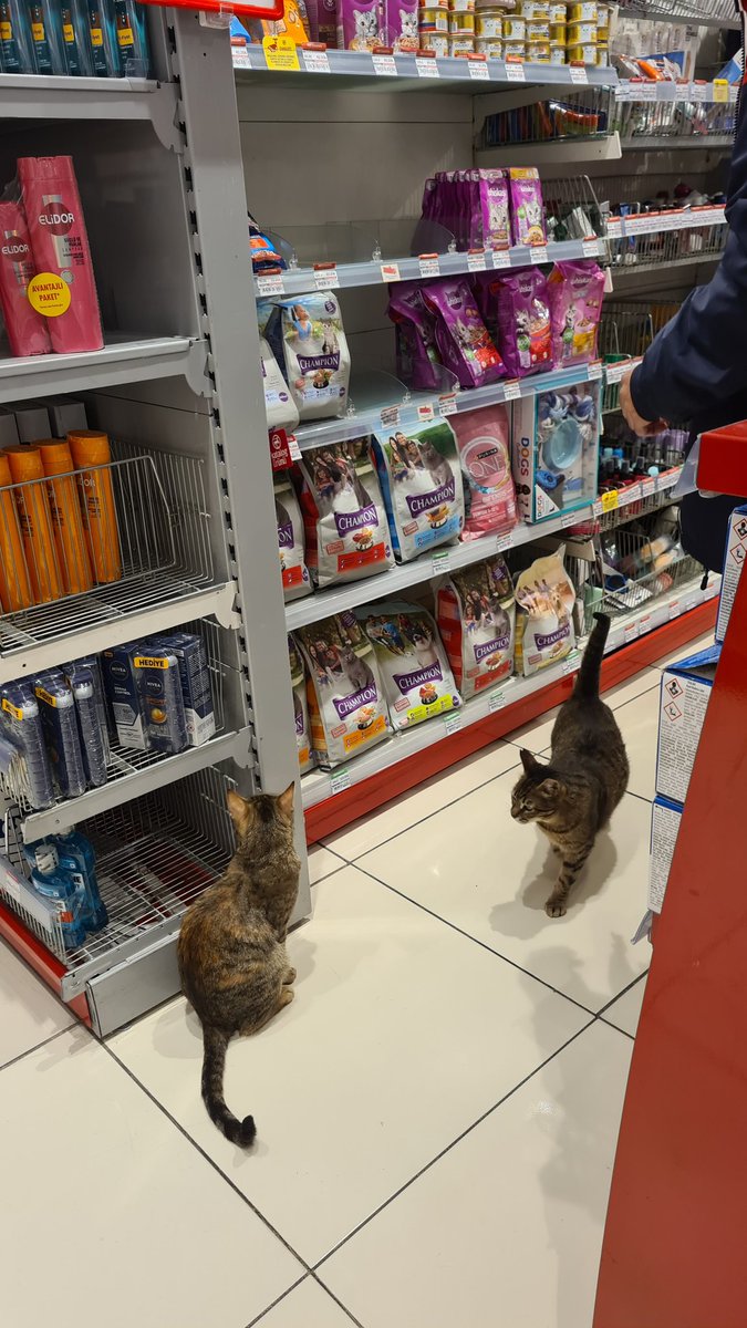 trueedition's tweet photo. sinirlenme hayatım almayacaktım sadece bakıyordum 
#kedi #mama https://t.co/5fKzCi1Knu