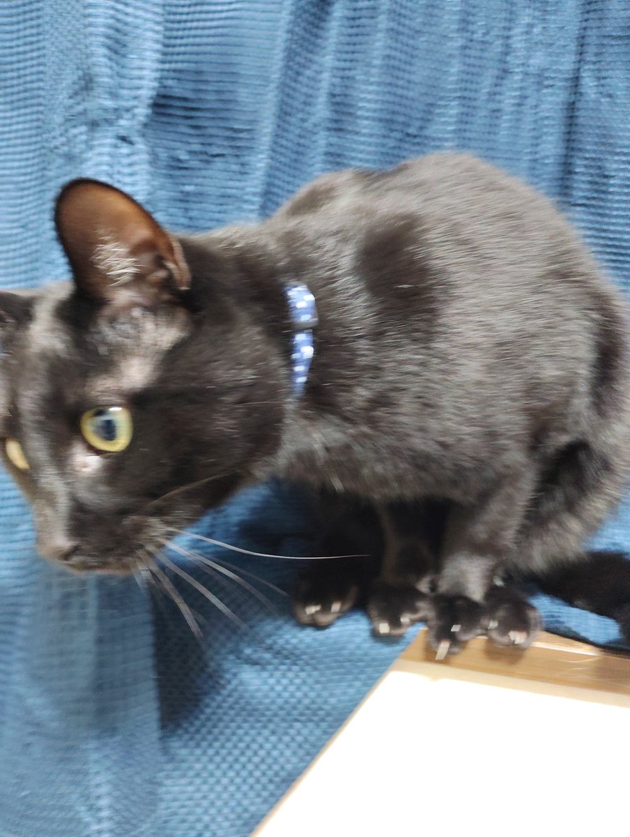 #猫の写真へたくそ選手権 

玩具で視線誘導しようとしたら、急に動いてピンボケしましたとさ