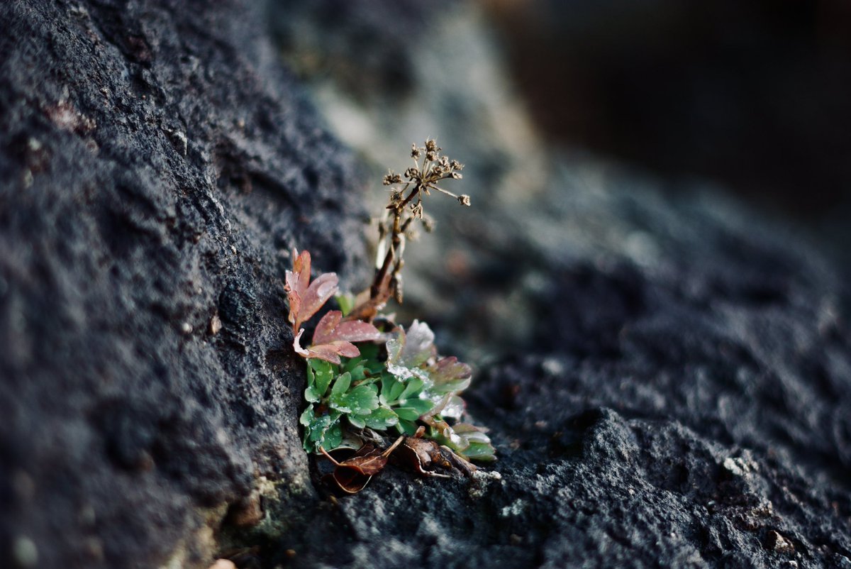 Halophyta

#K100D
#Halophyton_Fragments
