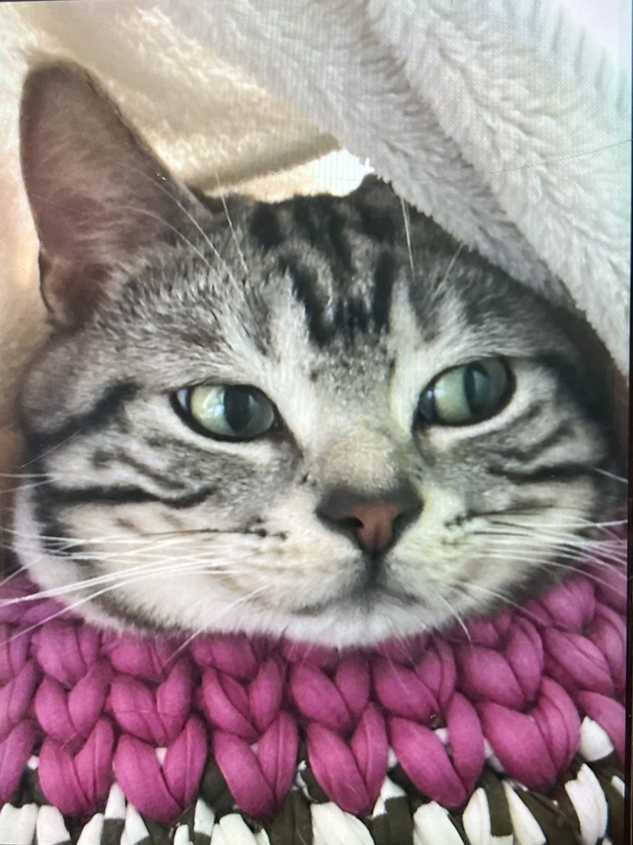 数年前に猫カゴをご購入くださったお客様と、#ちよた猫まつり で偶然お会いできました✨

入ってくれるまで1年かかったそうですが、今ではすっかりお気に入りとのこと。さらに2つ目もお迎えいただき、感謝の気持ちでいっぱいです🥰

本当にありがとうございました！

#猫カゴ #Tシャツヤーン