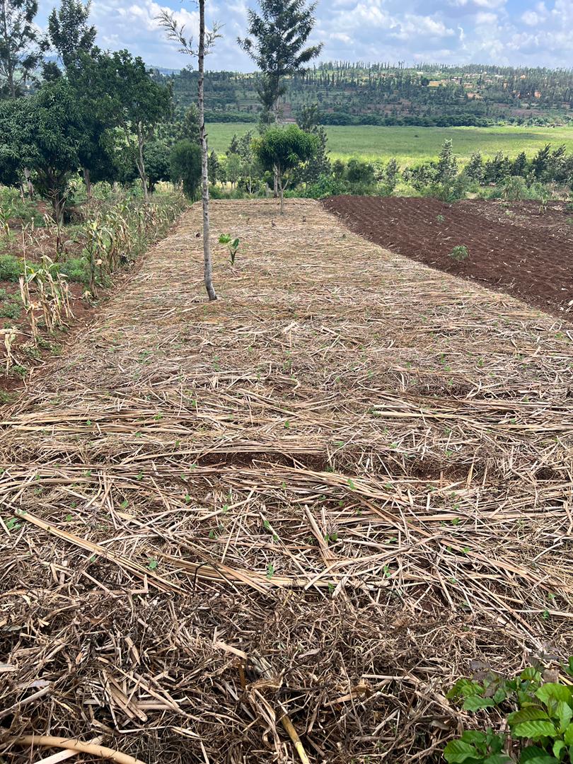 DevStiven's tweet photo. This is the most effective approach to promoting Regenerative Agriculture (RA), as it has proven to deliver higher yields compared to conventional methods. Implemented through #P4FP, in partnership with #RCCDN, #PDN, #EPD, KT, Highland Center, with special support from #SNV https://t.co/uCznzI6Vhh
