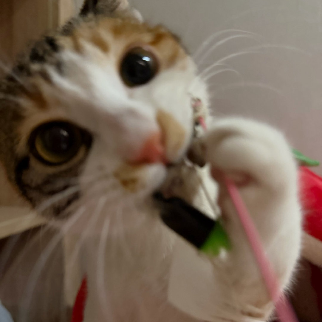 อะไรคือชิวเชียนตอนอยู่กับหวงซิงพ่อพ่อเป็นสาวเฟียต อยู่กับปะป๊าเป็นสาวหวาน~ 
รูปร่างภายนอกที่แสดงออกให้เห็นอยู่ที่อยู่กับใครใช่ไหมนั้น
#XingQiu #ซิงชิว 
#EliotHuang #KipukaQiu #HuangXing #QiuDingJie  #Desire4