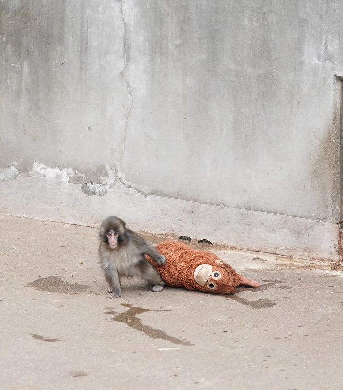 gundemio's tweet image. Annesi tarafından terk edilen maymun 'Punch'a oynaması için peluş oyuncak gönderildi.