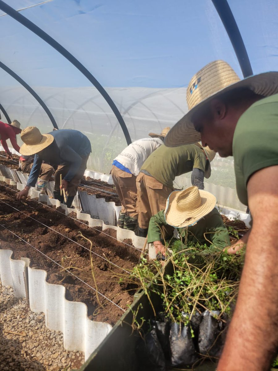 Nuestras manos tienen una doble vocación: se funden con la tierra para hacerla producir y se mantienen firmes para defenderla. En cada hoja de Estevia va el esfuerzo de quienes creen que la independencia se construye desde el surco. 🌿💪